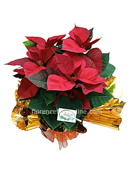 ✨Stella di Natale H 50 cm