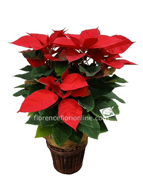 Stella di Natale rossa in Cesto H 60 cm