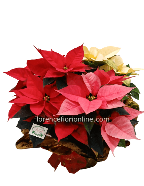 Tris di stelle di natale in ciotola: Bianca, Rosa, Rossa h 45cm