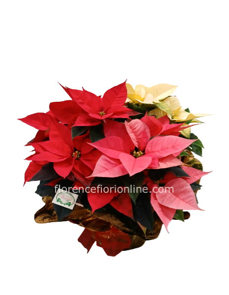 Tris di stelle di natale in ciotola: Bianca, Rosa, Rossa h 45cm