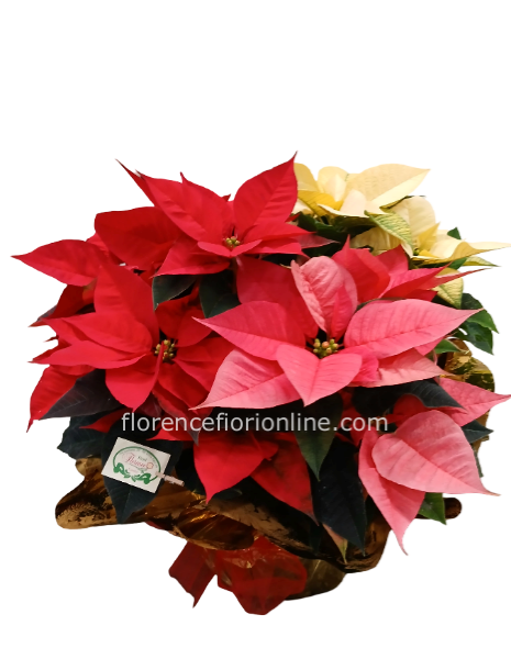 Tris di stelle di natale in ciotola: Bianca, Rosa, Rossa h 45cm