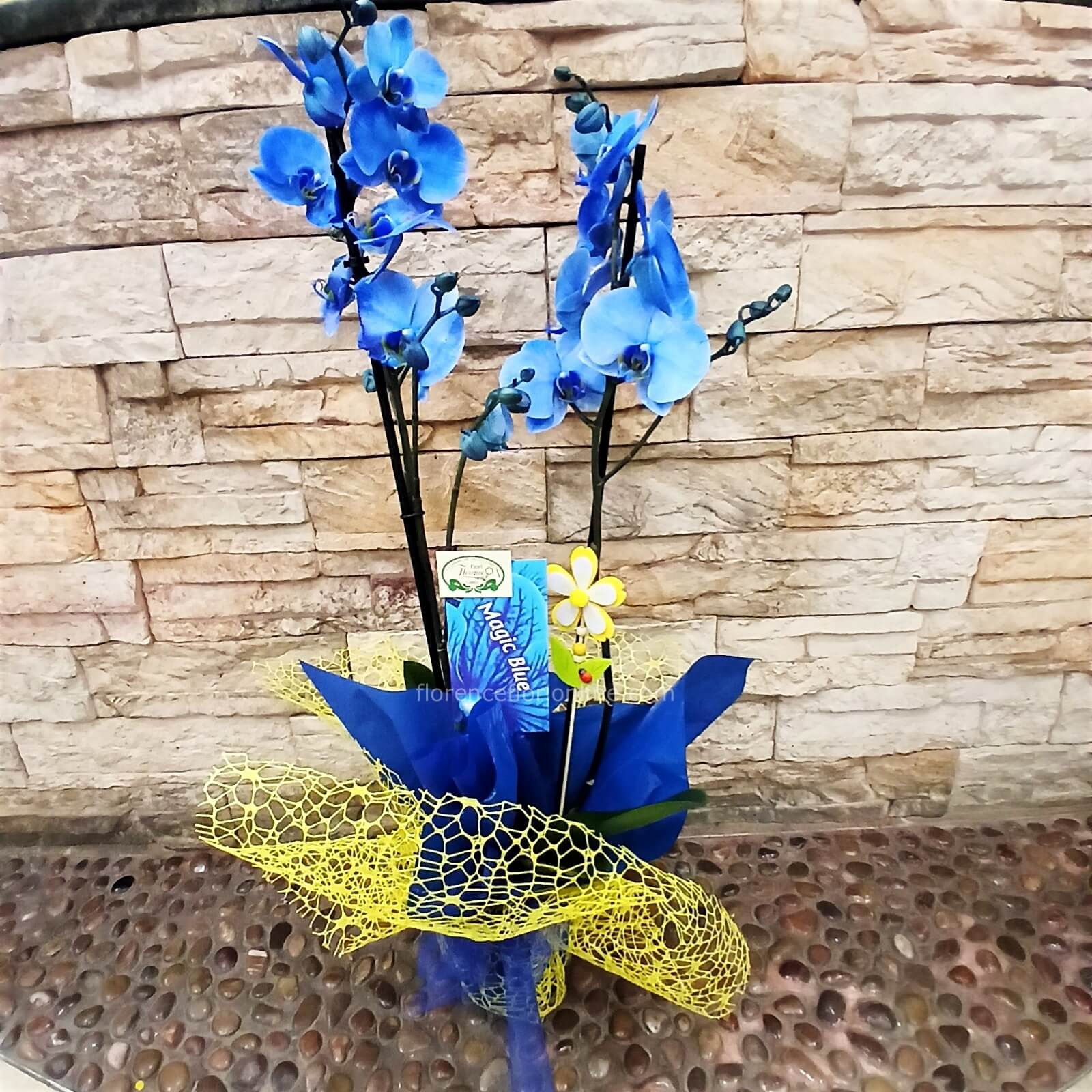 Orchidea blu » Fiorista consegna fiori e piante a domicilio a Gaeta.  Acquisto e invio online di fiori a Gaeta e Formia.