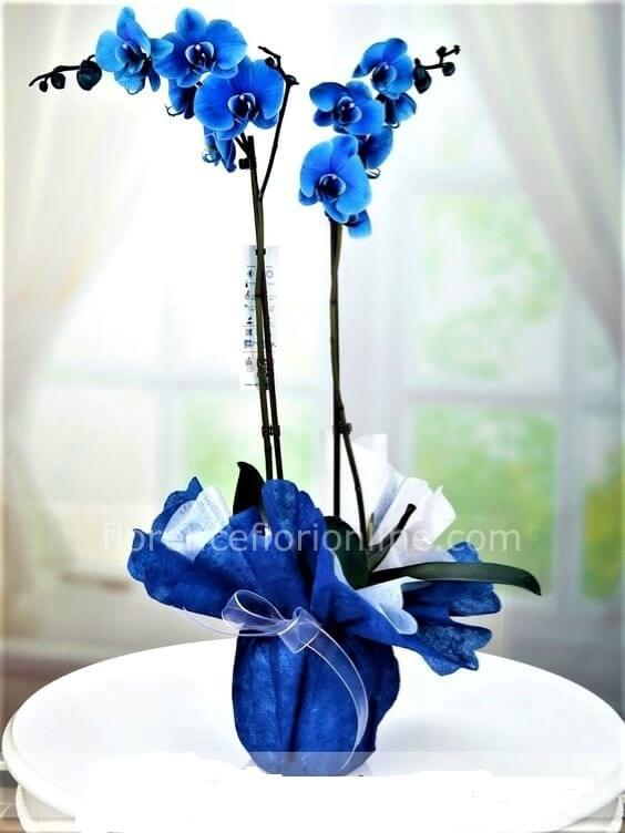 Orchidea blu » Fiorista consegna fiori e piante a domicilio a Gaeta.  Acquisto e invio online di fiori a Gaeta e Formia.